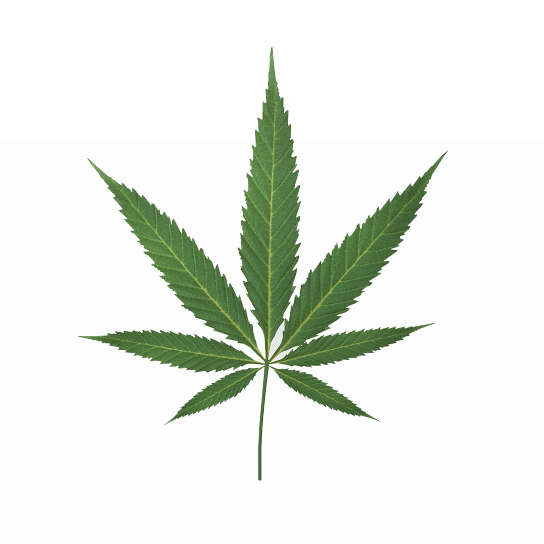 3D cannabis leaf - TurboSquid 1530611