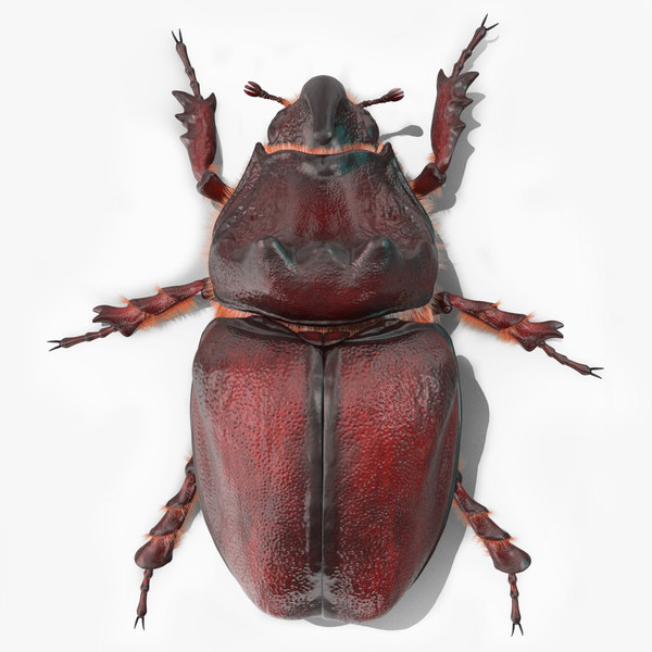 rhinoceros beetle oryctes nasicornis 3d