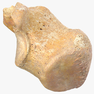3D calcaneus bone 01 model