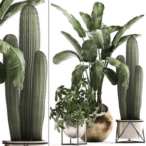 3D exotic plants potted