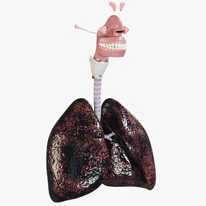3D respiratory smoker s lungs