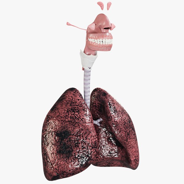 respiratory smoker s lungs 3d model