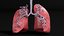 3D respiratory smoker s lungs model