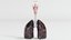 3D respiratory smoker s lungs model