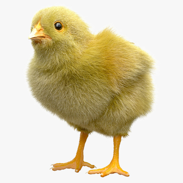 3D chicken realistic ornatrix model