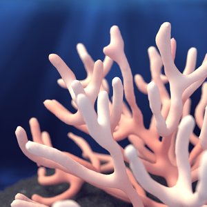 3D coral