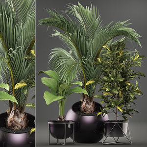 3D tropical plants model