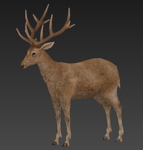 3D deer