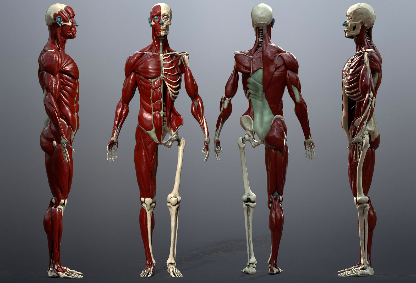Skeleton muscles study 3D model TurboSquid 1532554