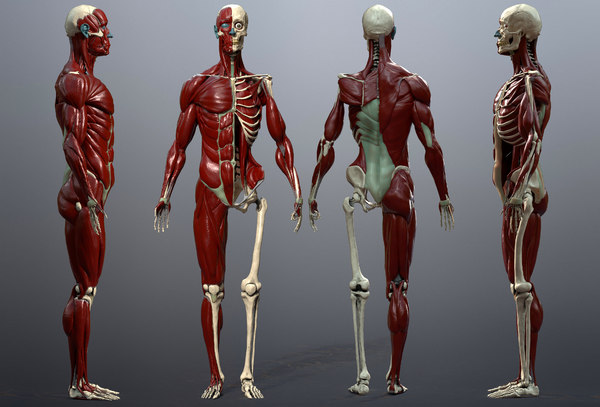 Skeleton muscles study 3D model - TurboSquid 1532554