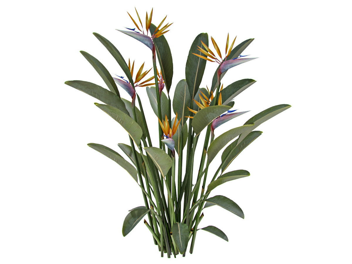 STRELITZIA REGINAE 낙원의 새 3D 모델 TurboSquid 1532832
