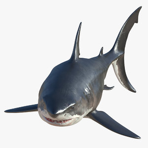 3D model great white shark