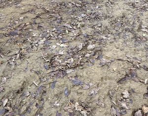 Muddy terrain