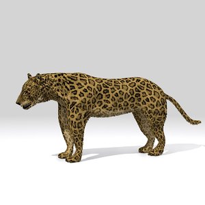 3D big cat model