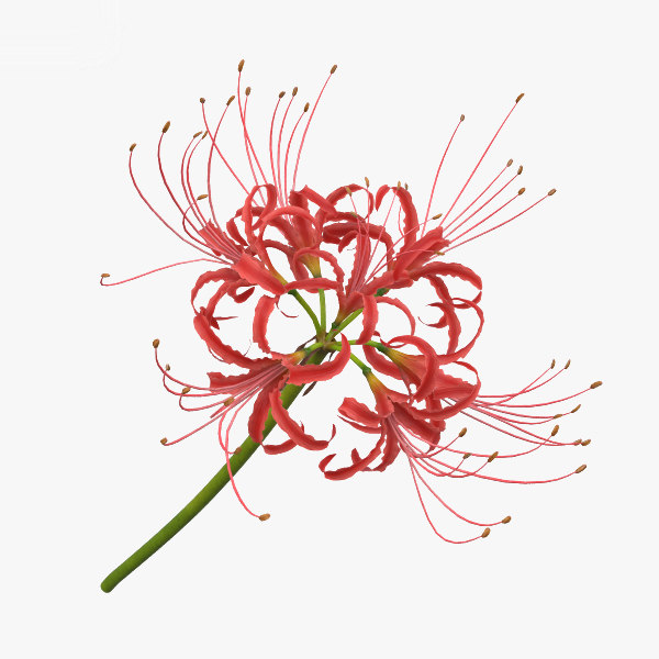 Red spider lily 3D model - TurboSquid 1533544