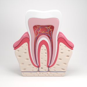 3D model tooth anatomy