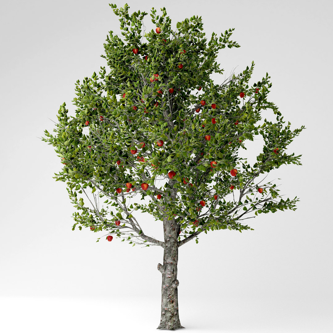  3D  model apple  tree  TurboSquid 1534239