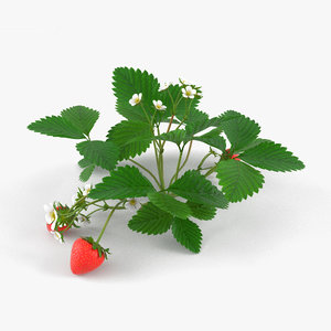 strawberry berry plant 3D model