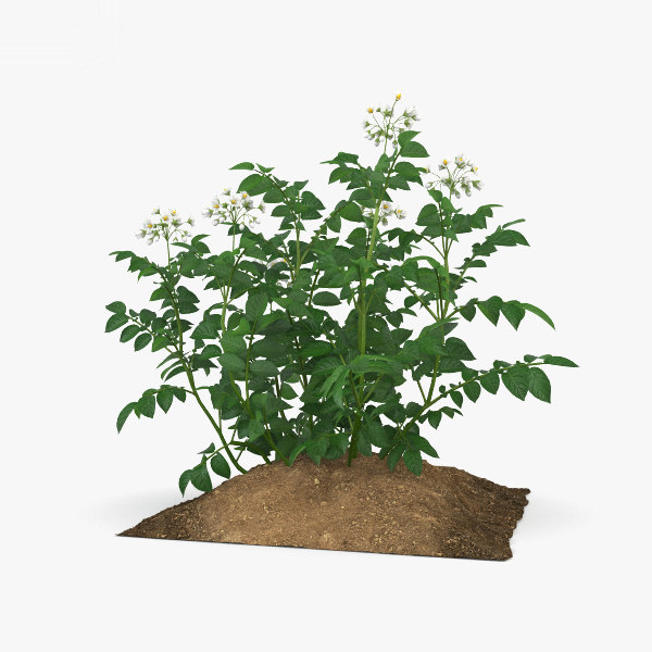 Potato Plant 3d Model Turbosquid