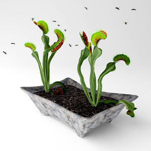 3D model venus fly trap plant