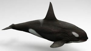 killer whale 3D