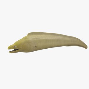 moray eel model