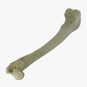 3D dog thigh bone femur