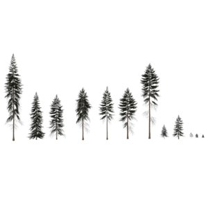 spruce trees 3D