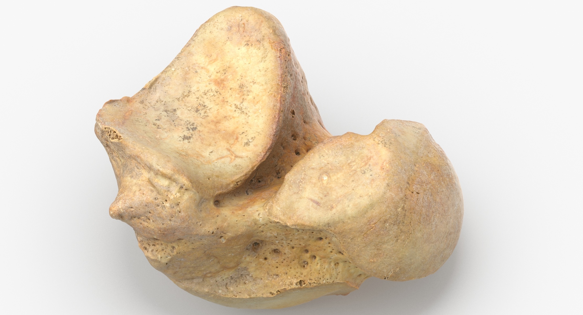 Talus bone 01 model - TurboSquid 1535238
