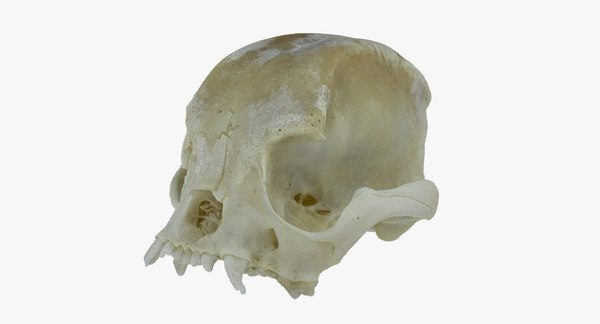 bulldog skull