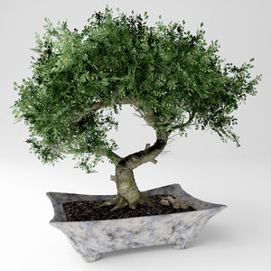 3D bonsai model