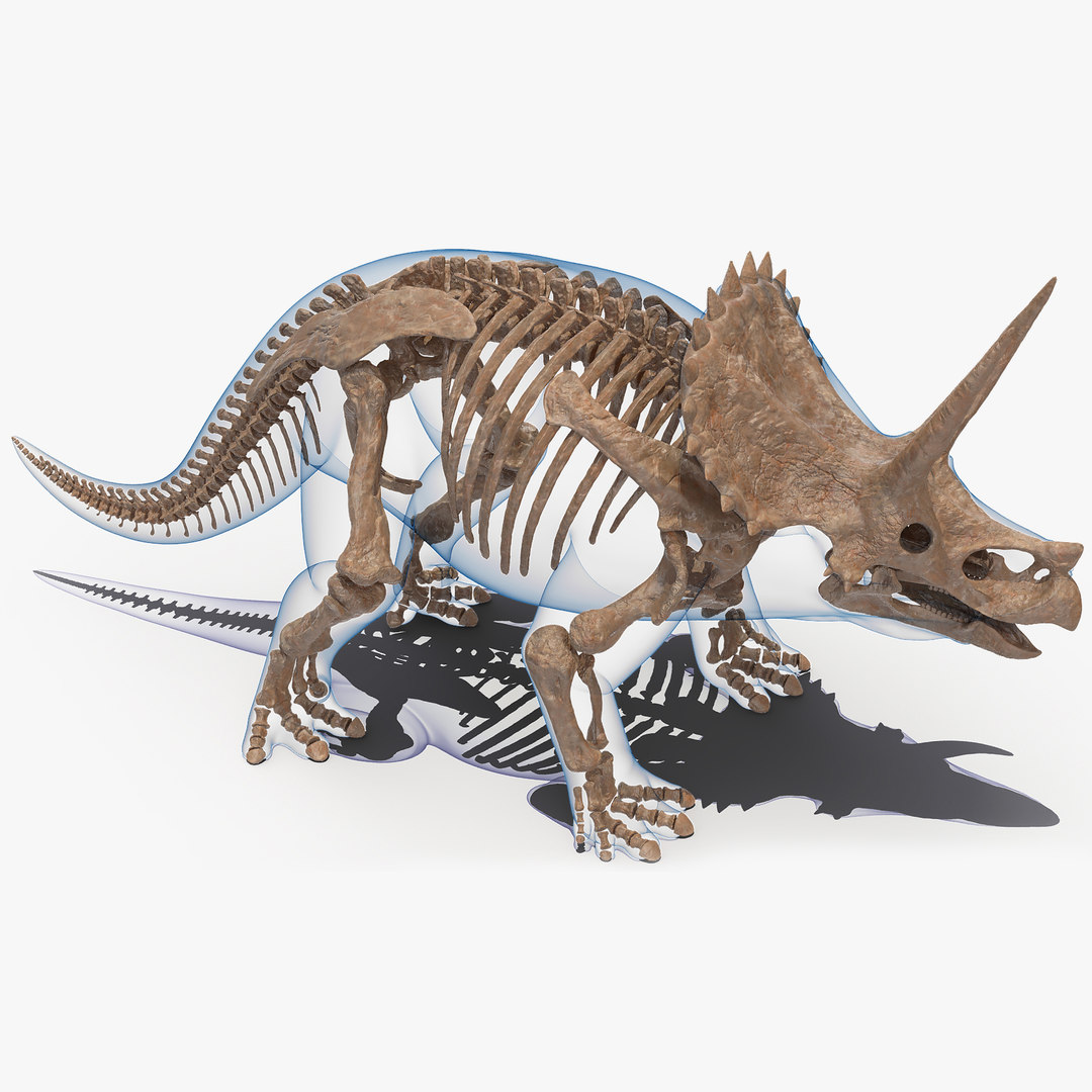 skeleton of triceratops