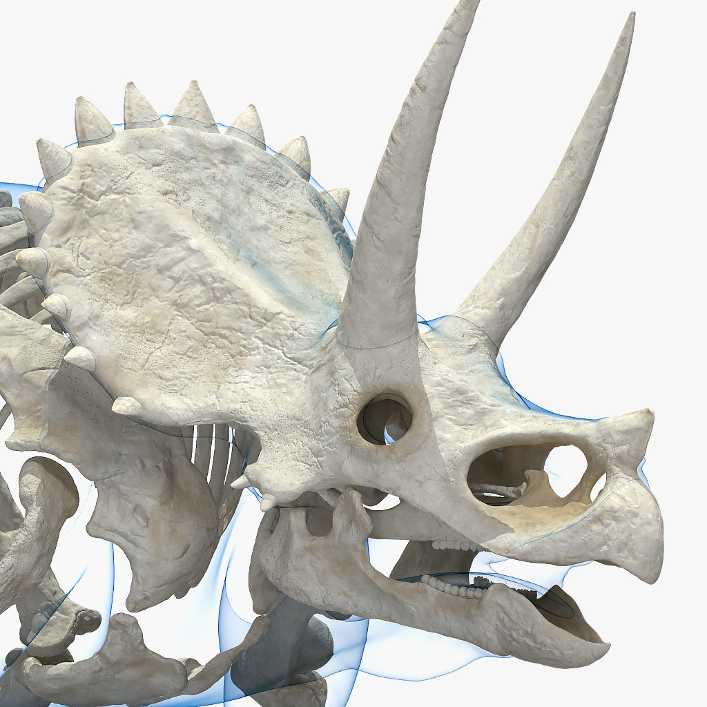 triceratops google 3d