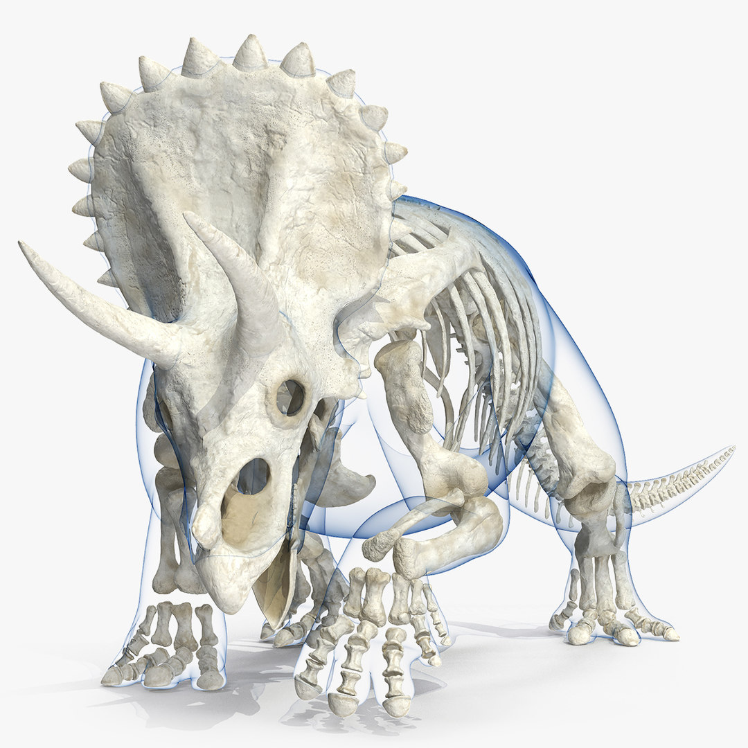 triceratops view in 3d