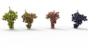 grape 4 types 3D