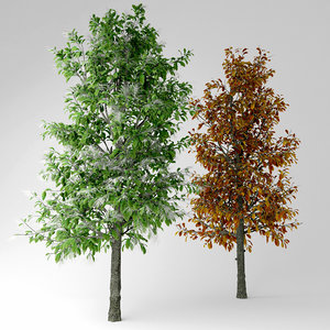 3D sourwood tree model