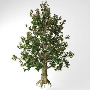southern magnolia tree 3D model