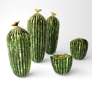 3D model barrel cactus