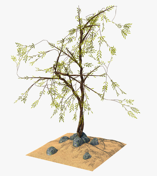3D model exotic plant