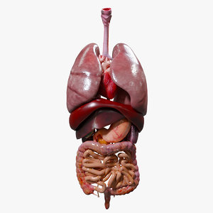 3D human internal organs model