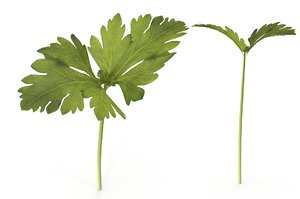 3D model celery sprout salad
