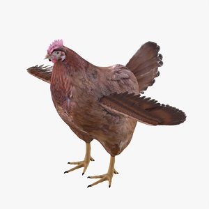 bird chicken 3D model