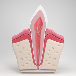 tooth anatomy 3D
