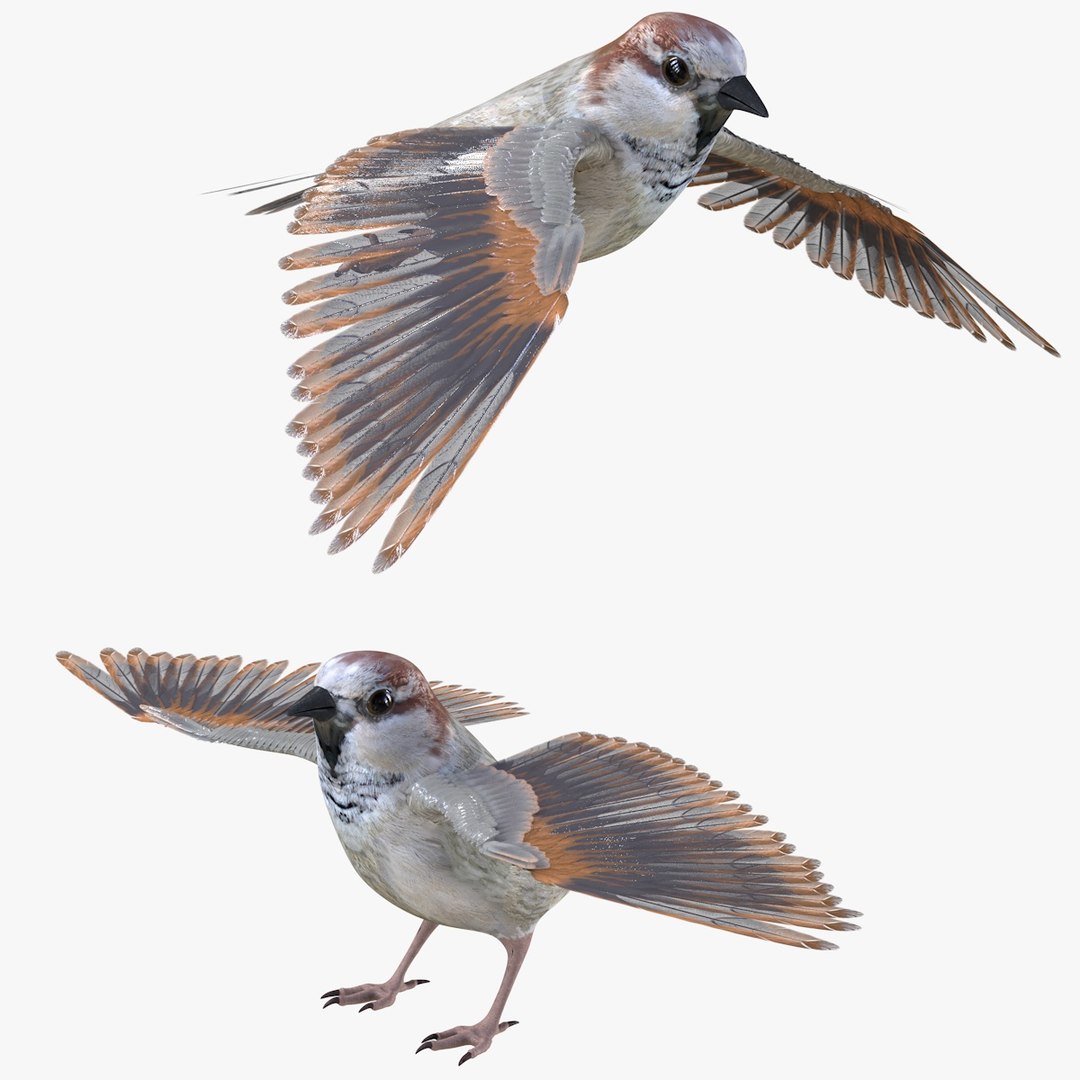 3d sparrow. Sparrow 3d Logopedia.