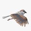 bird sparrow 3D model