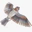bird sparrow 3D model