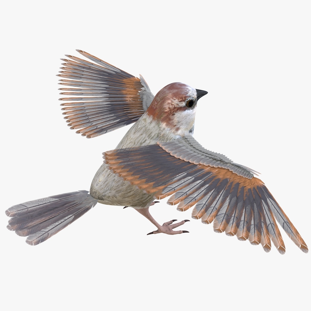 Bird sparrow 3D model - TurboSquid 1536959