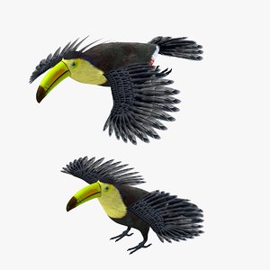 toucan bird model