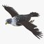 birds pigeon raven 3D model