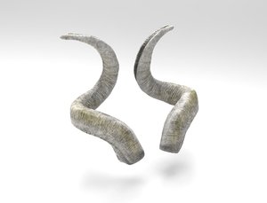 horns screw-horned goat model